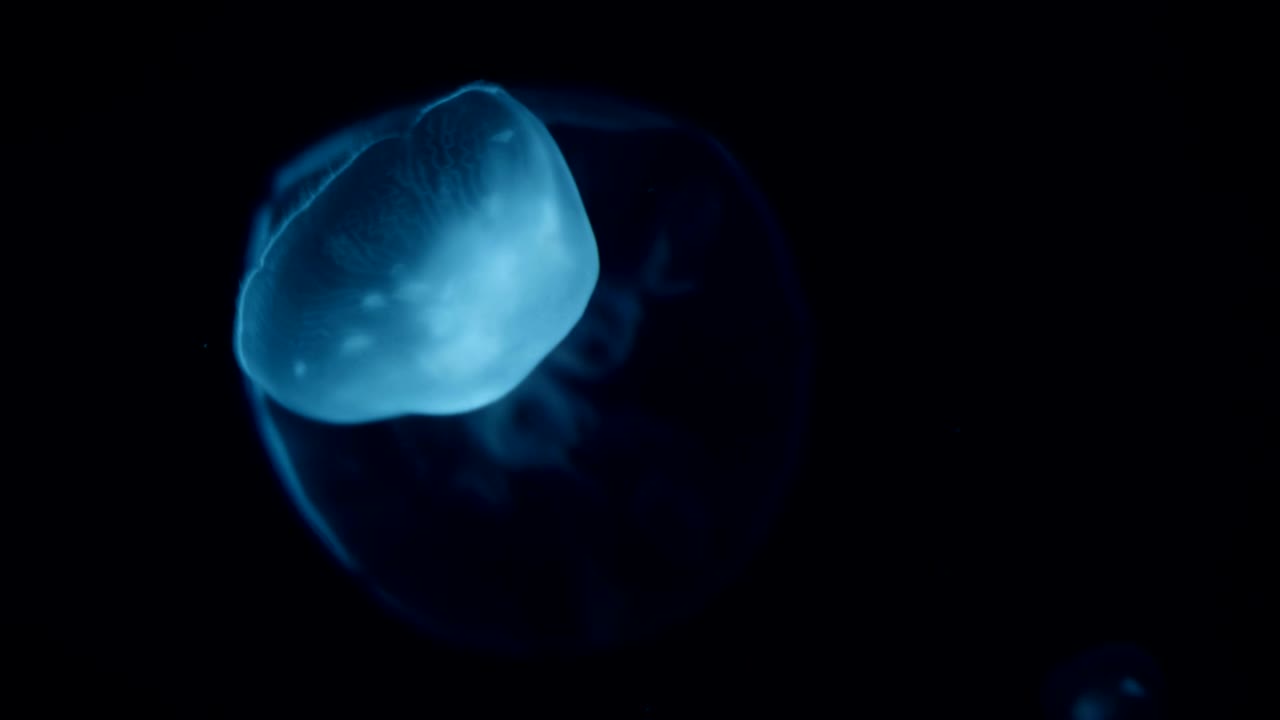 Cinematic portrait of a large jellyfish