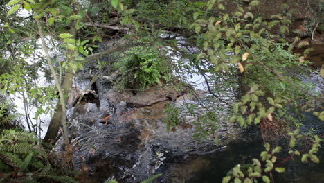 Río-En-Un-Parque-Con-Poca-Profundidad-De-Foco,-Nueva-Zelanda