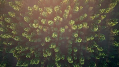 dense forest aerial view