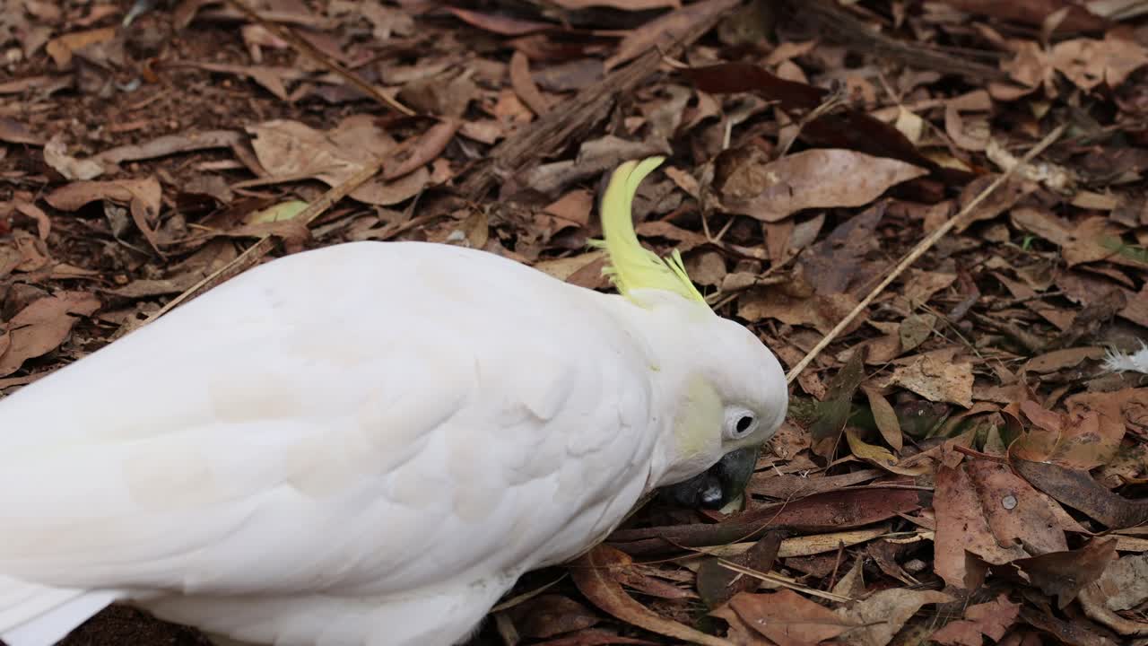 cacahuete en busca de alimento entre las hojas secas