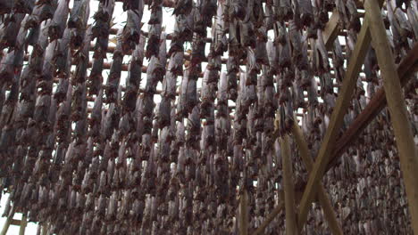 cinematic tracking close up shot of fish drying on the racks