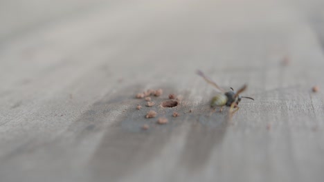 avispa alfarera limpiando su nido en un agujero de madera de escombros