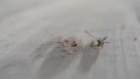 potter wasp cleaning their nest in wood hole from debris