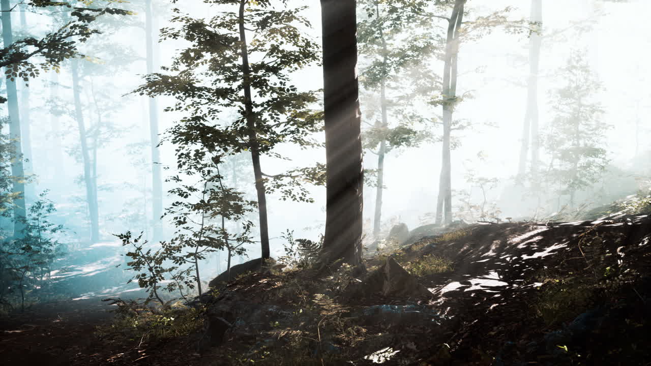 안개 가 가득 한 숲 에 떨어지는  ⁇ 빛 의 광선