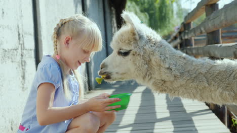 Das-Mädchen-Füttert-Eine-Coole-Lampe-Auf-Der-Farm-Lama-Bläst-Einen-Langen-Hals-In-Den-Zaunschlitz-4k-Video