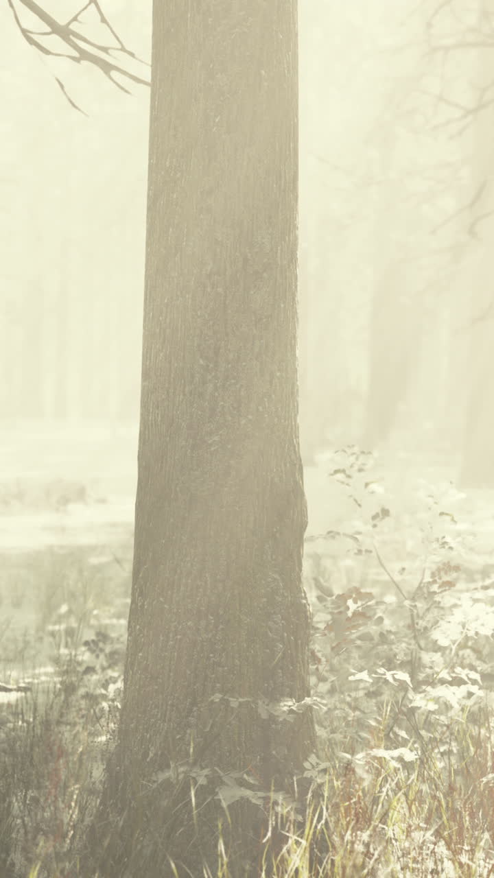 안개 숲의 장면: 안개 속의 웅장한 나무 줄기