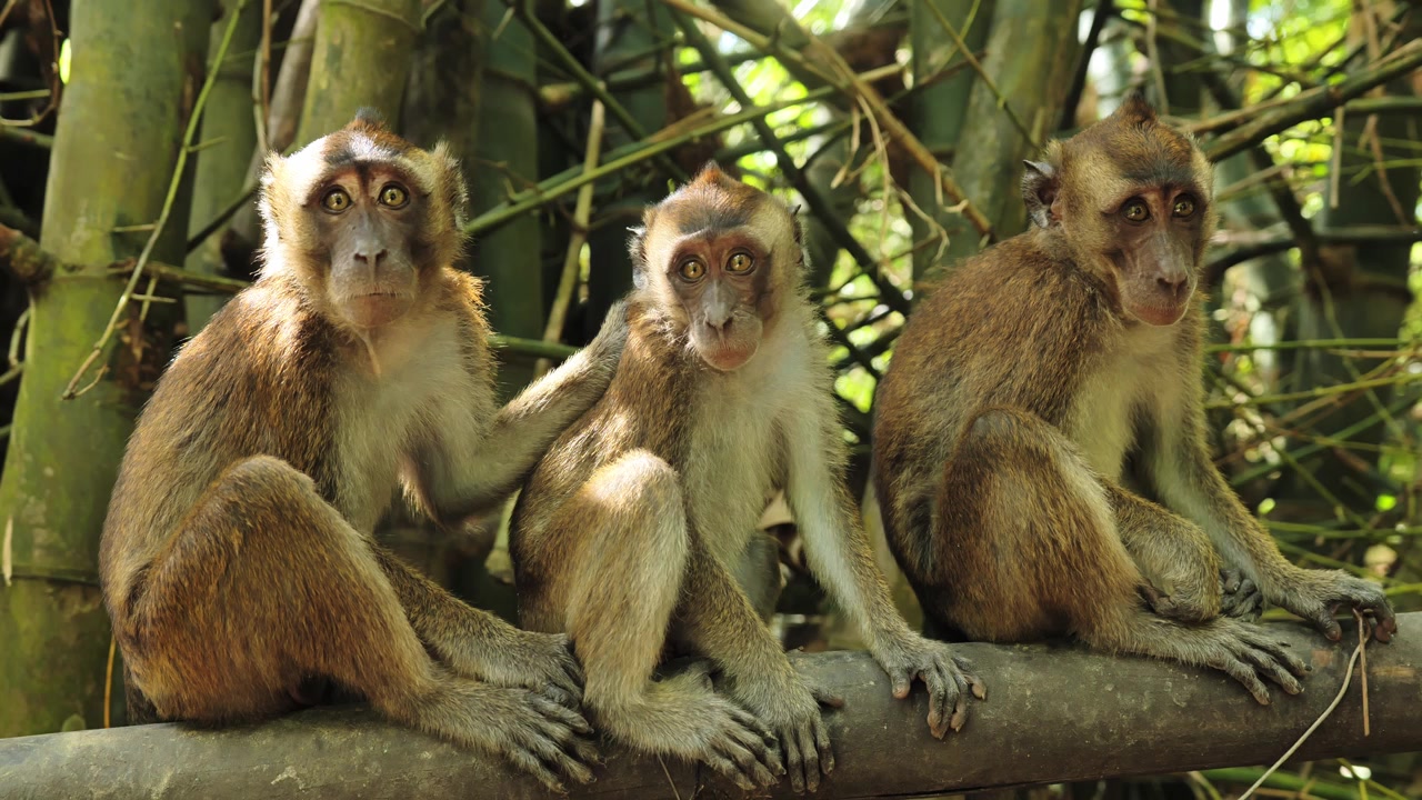Tres macacos de cola larga descansando en un bosque de bambú en Oslob, Cebú, Filipinas.
