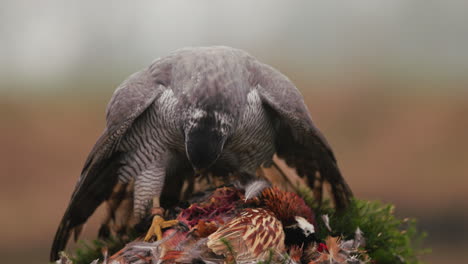 hawk with prey