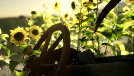 old vintage style scythe and sunflower field