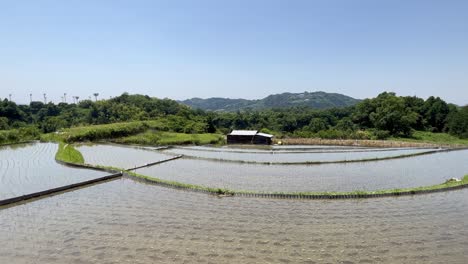 asian farm village in midsummer, clear blue sky, and terraced rice fields.