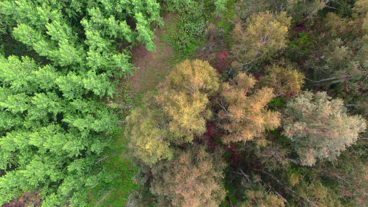 Elevated view of eucalyptus treetops in Delta Argentina showing density and forest cover, top down tracking
