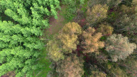 elevated view of eucalyptus treetops in delta argentina showing density and forest cover, top down tracking
