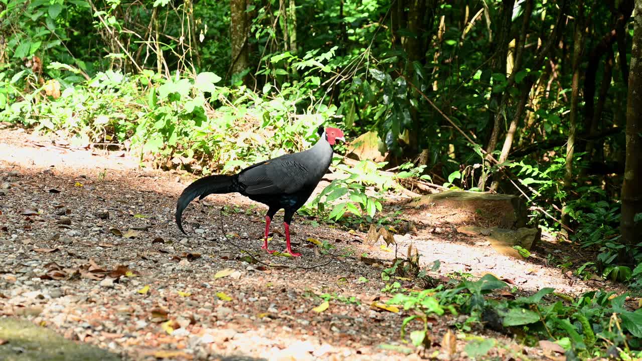 en el borde del bosque bajo la luz y la sombra de la mañana, camina en el bosque, otro sigue