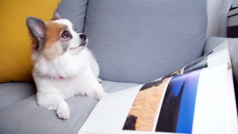 Chihuahua-plus-pomeranian-dog-with-books-lying-on-a-comfortable-sofa-and-looking-at-a-camera-in-the-living-room