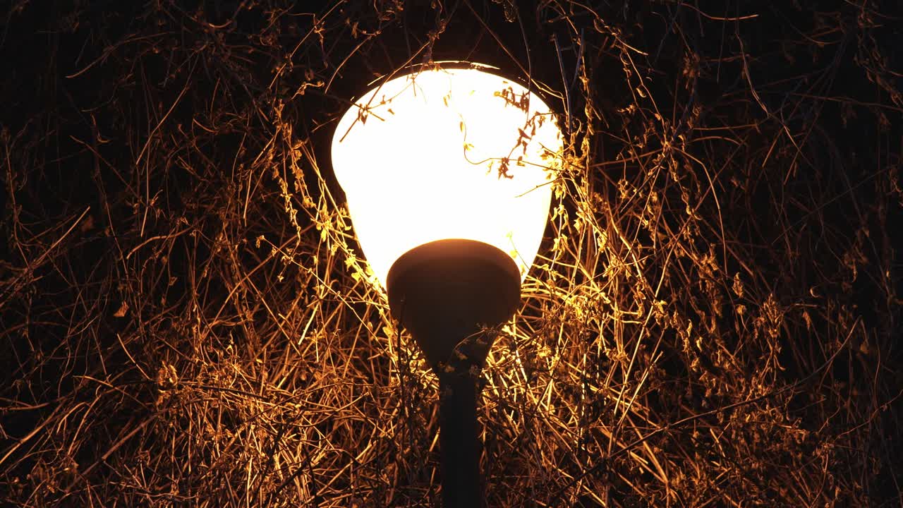 밤 늦게 겨울에 도시 공원에서 골목을 조명하는 덤불의 가지의 배경에 밝은 오렌지색 빛으로 아름다운 거리 램프의 초점 해소