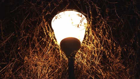 defocus in focus of a beautiful street lamp with a bright orange light against the background of branches of a bush illuminating the alley in the city park in the winter late at night