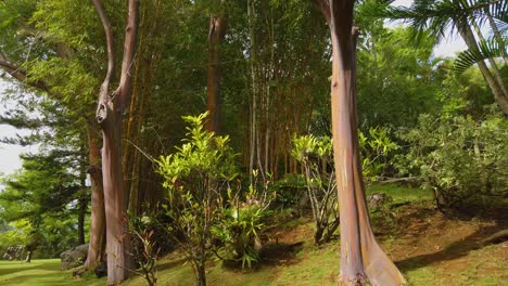 4K-Hawaii-Kauai-boom-up-of-a-medium-shot-of-tall-rainbow-eucalyptus-trees