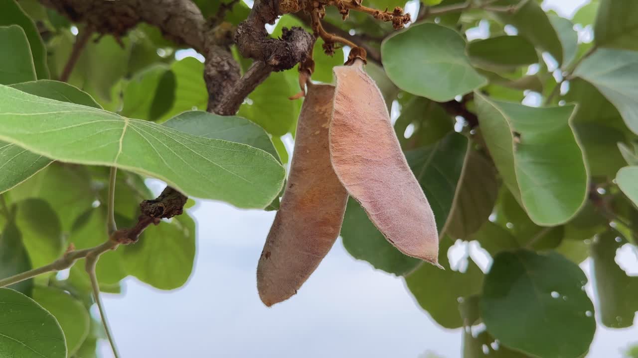 static shot of a palash fruit (Butea monosperma) a flat, oblong pod with a slightly curved shape and surface of the fruit and covered in fine hairs