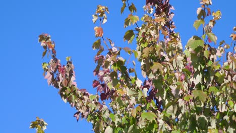 autumn leaves on the blue background in 4k slow motion 60fps