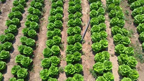 cabbage field from aerial above at sdot negev israel