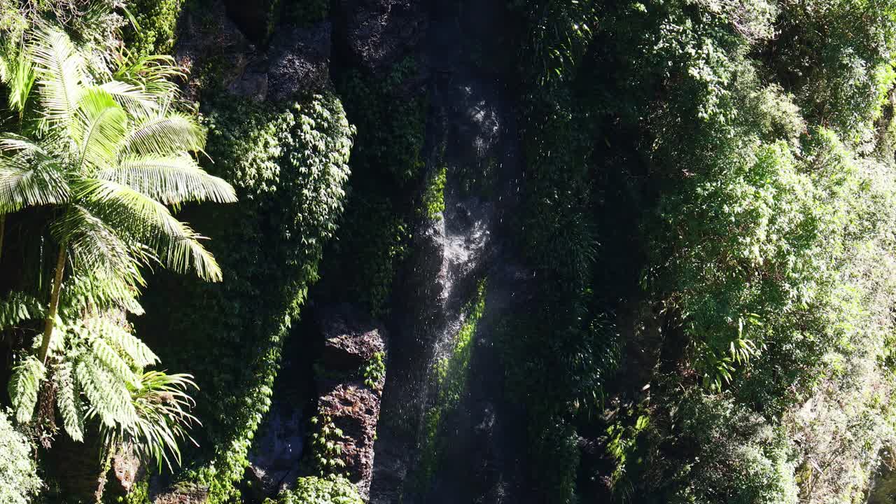 los patrones de luz solar cambian sobre el follaje verde exuberante