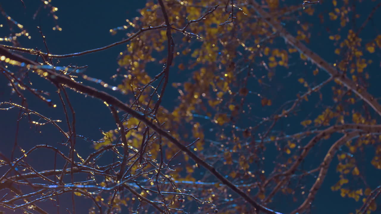 깊은 파란 하늘 아래 부드러운 황금빛으로 조명 된 벌거벗은 나무 가지의 클로즈업, 빛이 얼음 가지에서 반사되는 겨울의 조용한 분위기를 포착합니다.