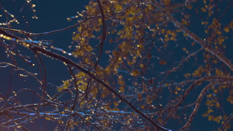 close-up of bare tree branch illuminated with soft golden light under deep blue sky, capturing winter's serene ambiance as the lights reflect off icy branches