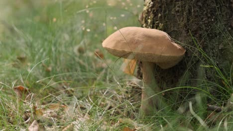 Edible-mushroom,-leccinum-scabrum-growing-in-forest-attached-to-tree-trunk,-close-up