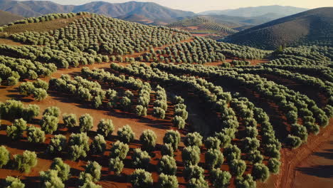 olive grove landscape aerial view