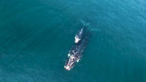 mother and calf of southern right whales in patagonia argentina drone shoot