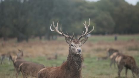 proud red deer antler stag standing in field autumn slow motion