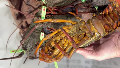 inspeccionando langostas en el mercado de mariscos de la costa dorada