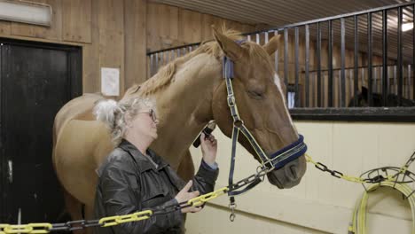 a caucasian female groom carefully shaving the throat of a beautiful horse in a stable with electric clippers