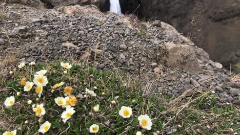 yellow flowers on rock revealing waterfall between grey twisted basalt columns