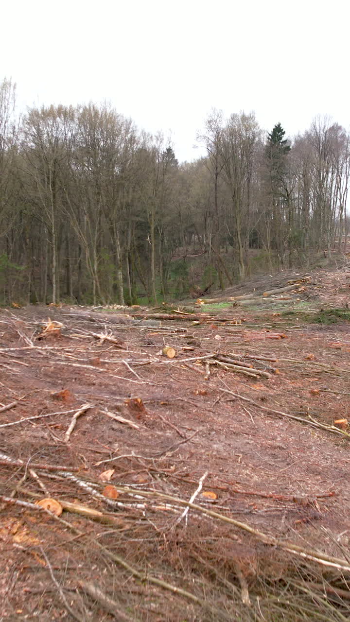 A somber aerial perspective showing a cleared forest area with fallen logs and branches, highlighting environmental impact and logging industry practices