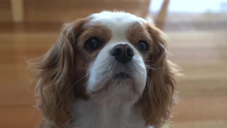 slow motion pan around king charles cavalier spaniel dog looking up at food and licking hungry lips