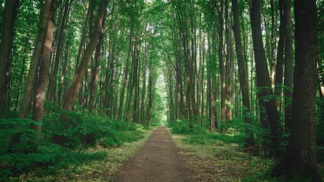 Camino-Relajante-En-El-Bosque