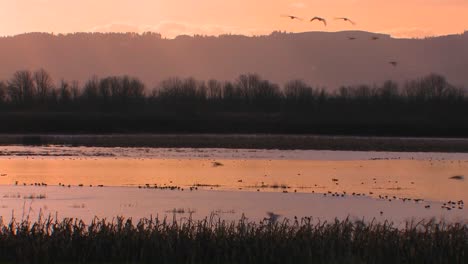 Weiße-Vögel-Fliegen-über-Wasser-Und-Berge-1