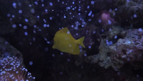 yellow tang fish swimming on coral reef