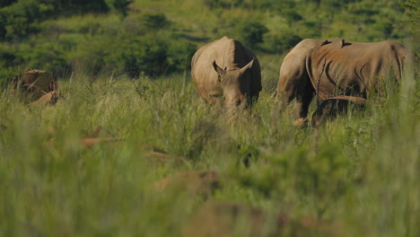 a majestic rhinoceros in a group of rhinocerose, grazes peacefully in the grasslands of the south african savannah