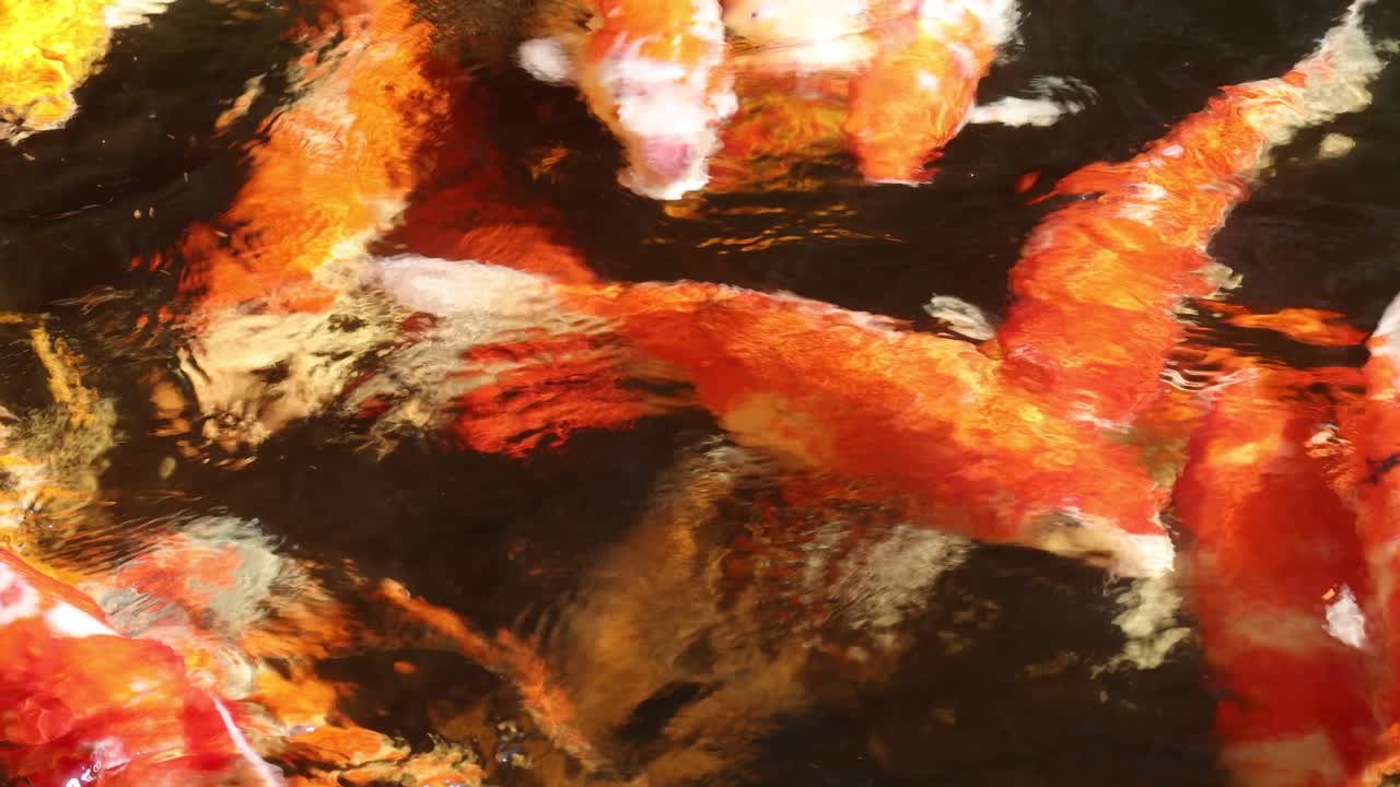 다채로운 코이 물고기가 물 속에서 우아하게 미끄러집니다.