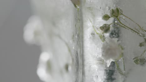 fotografía macro abstracta de una flor congelada