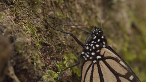 Eine-Extreme-Nahaufnahme-Eines-Monarchfalters,-Der-Auf-Einem-Baum-Im-Monarchfalter-Biosphärenreservat-In-Mexiko-Ruht
