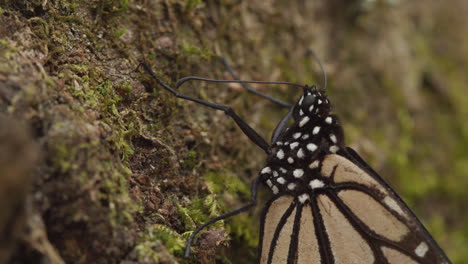 Un-Primerísimo-Plano-De-Una-Mariposa-Monarca-Descansando-Sobre-Un-árbol-En-La-Reserva-De-La-Biosfera-De-La-Mariposa-Monarca-En-México