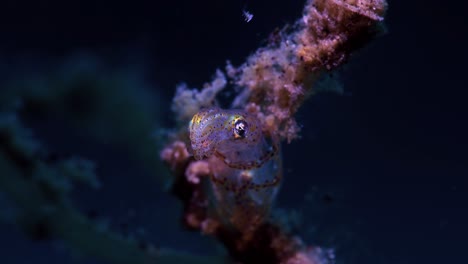 pygmy squid lembeh indonesia 4k 25fps