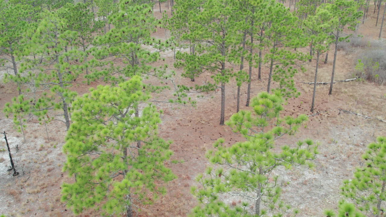 Wide drone shot of a longleaf pine forest above the tree canopy in the winter