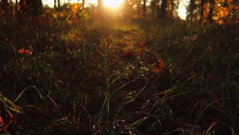 Tiro-En-Movimiento-Hacia-Arriba-Desde-El-Primer-Plano-De-La-Hierba-Hasta-Una-Puesta-De-Sol-En-El-Bosque