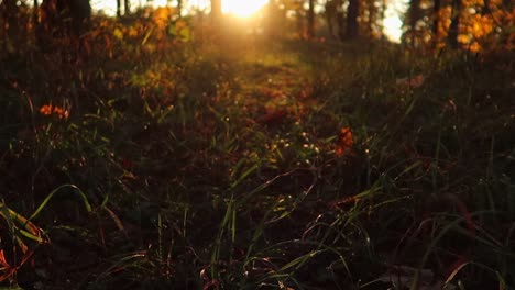 disparo en movimiento hacia arriba desde el primer plano de la hierba hasta una puesta de sol en el bosque