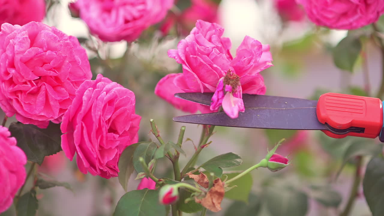 A beautiful gray cat with golden eyes sits calmly beside a flower pot filled with white blooms in a colorful garden