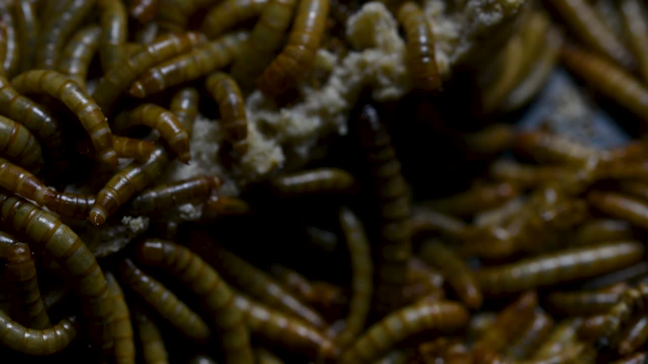 el gusano de la harina es una especie de escarabajo oscuro que se usa para alimentar mascotas como peces, serpientes, pájaros y ranas